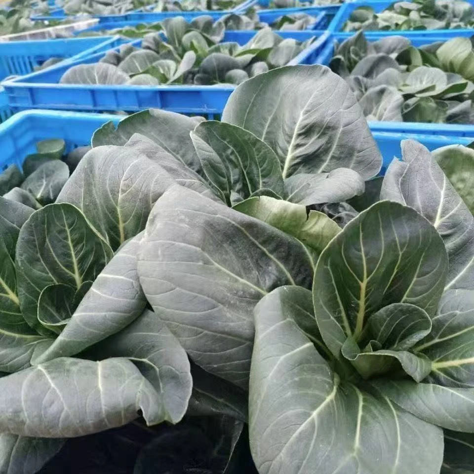 矮脚苏州青新鲜露天霜冻青菜黑菜油菜农家新鲜青菜现摘当季黑叶菜