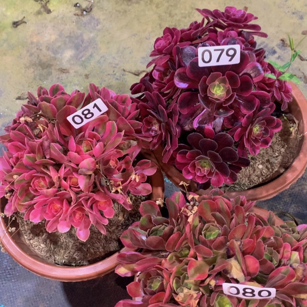 【闪购商品】81.79.80组合