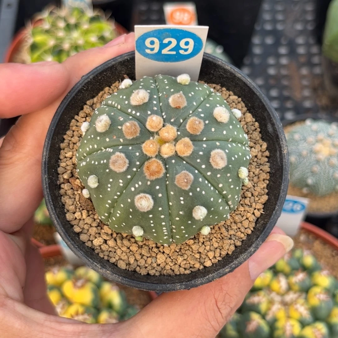 929实生海星兜带盆带土