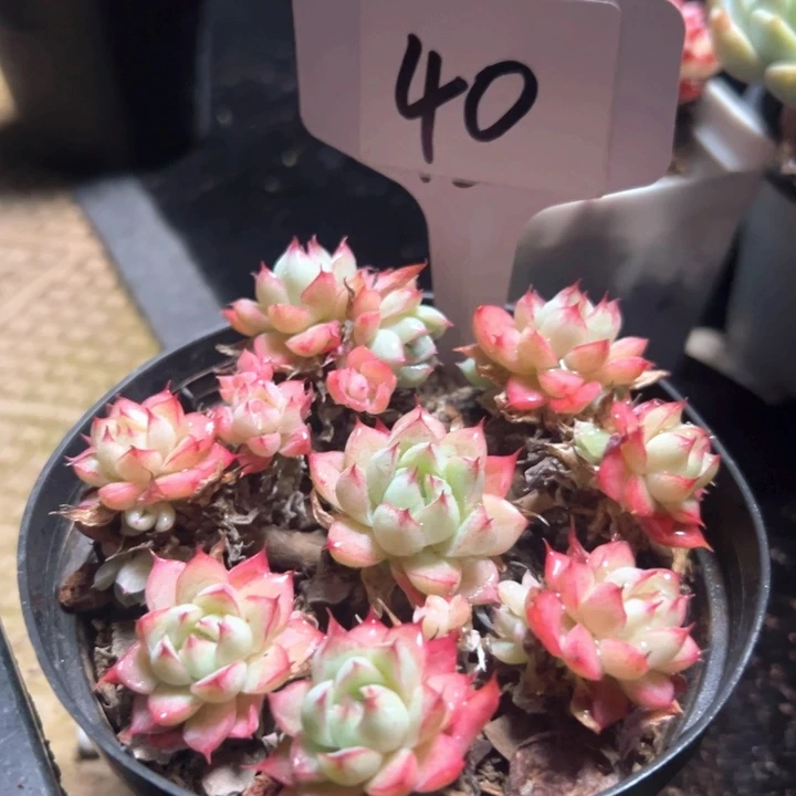 40号冰晶女王。