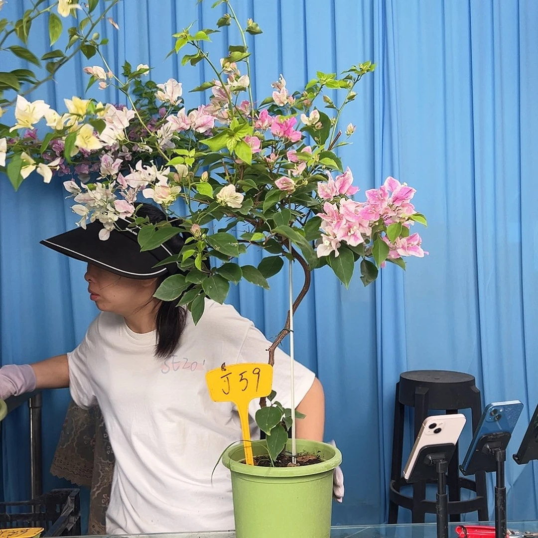 萍***儿大部分开放少量花苞J59漳红樱