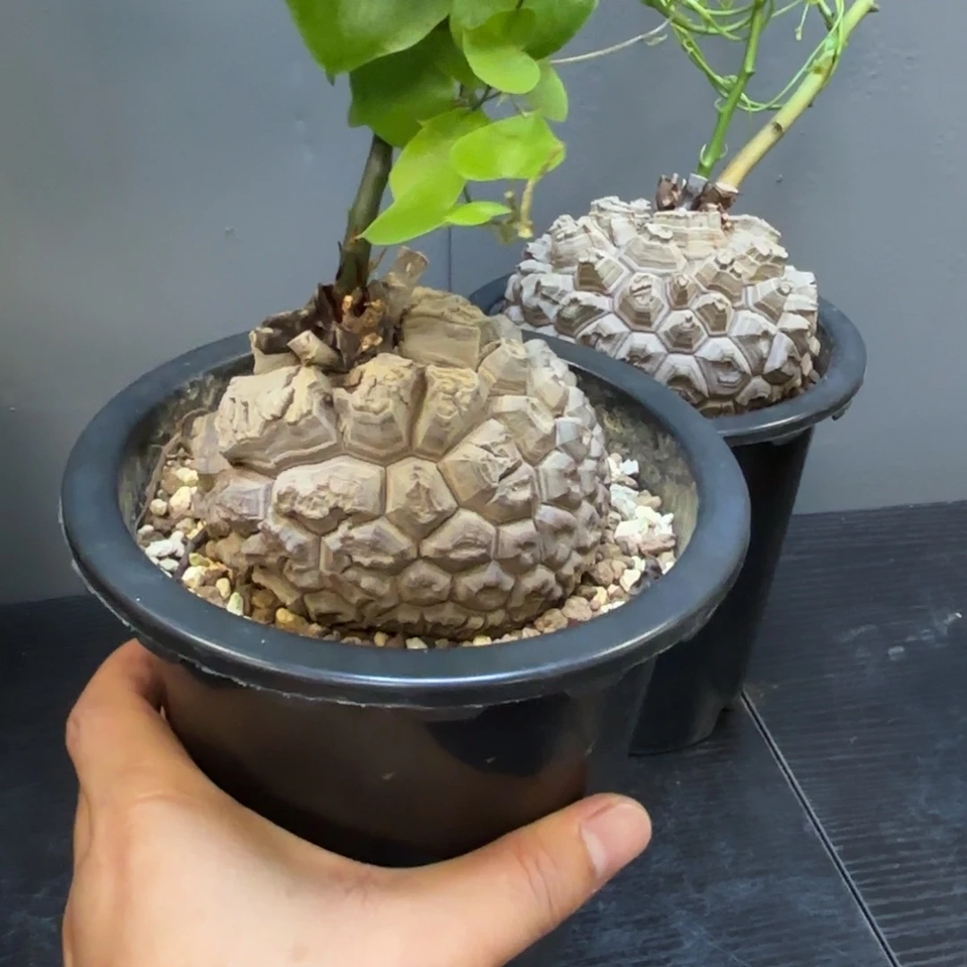 8 号日系南非龟甲龙