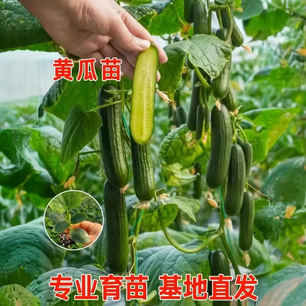 水果黄瓜苗高产抗病强长黄瓜苗盆栽地栽阳台蔬菜苗