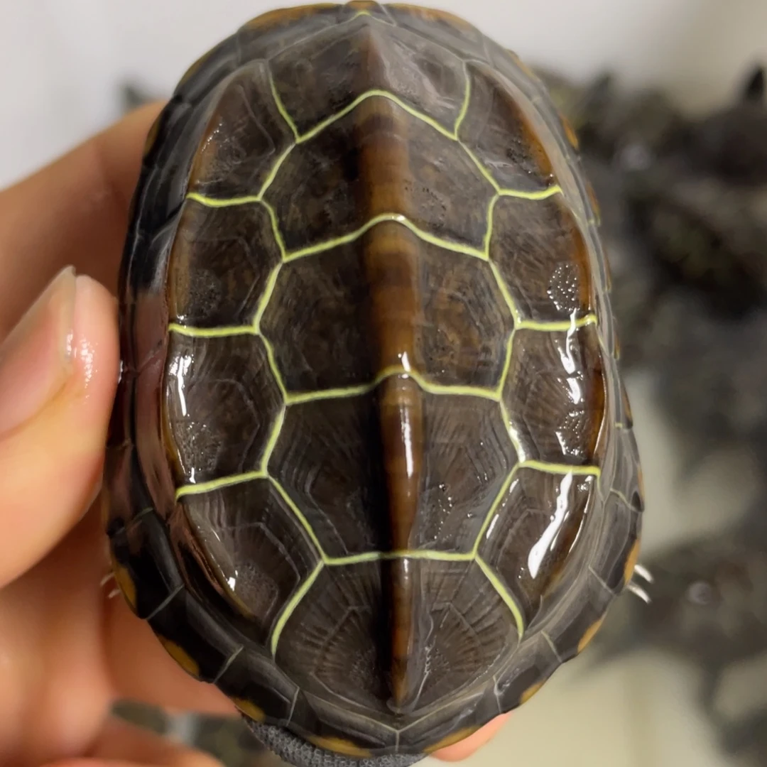 苏北金线冷水草龟