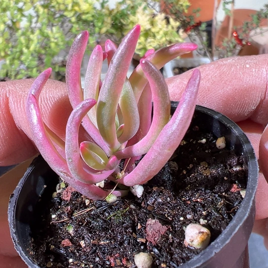 冰花锦50杯老桩福利