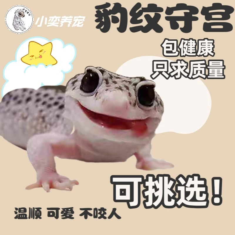 B豹纹守宫蜥蜴宠物小火龙幼体入门级手工爬宠好养异宠温顺不咬人