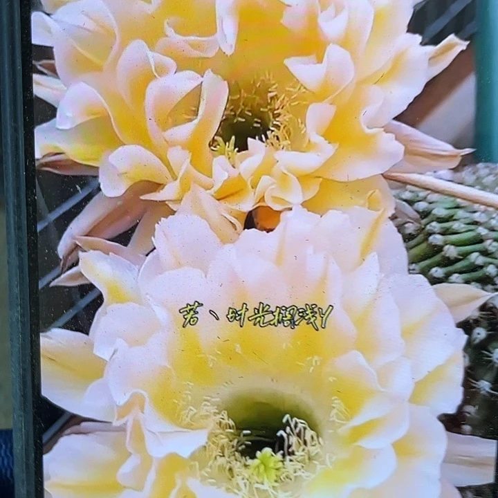 18A5侧芽歪7公分以上满18包邮
