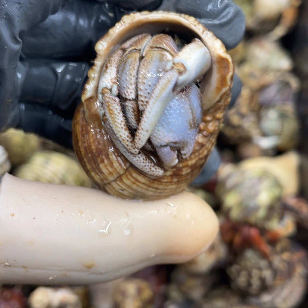 不退不换活体宠物232