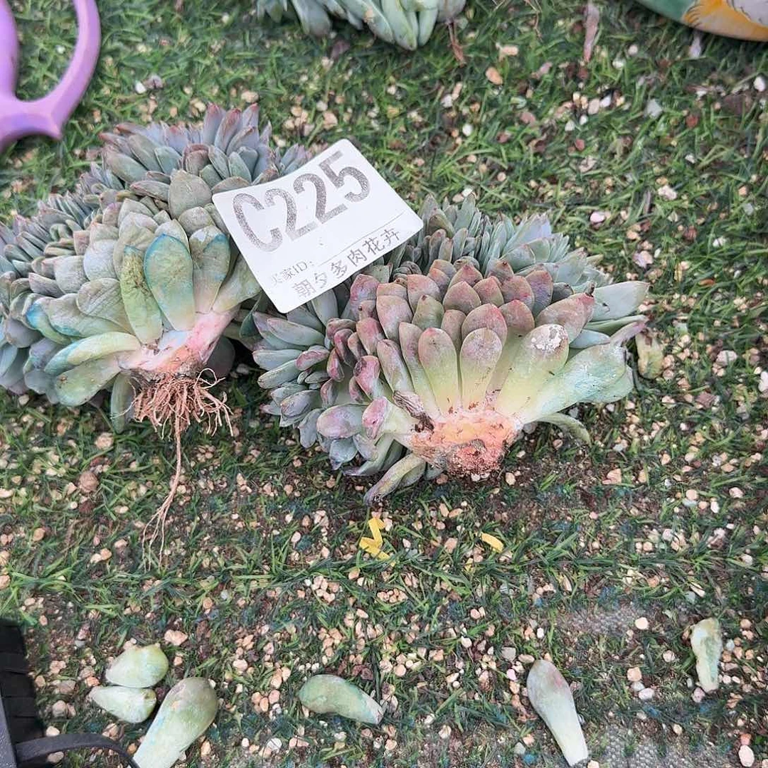 清***囍星影缀化呀呀呀呀