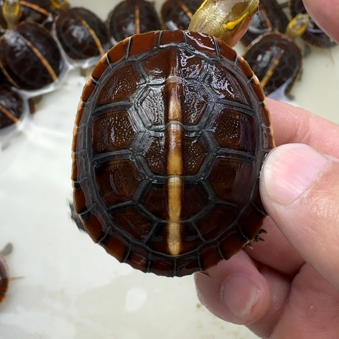 母宠物龟圆体高背苗