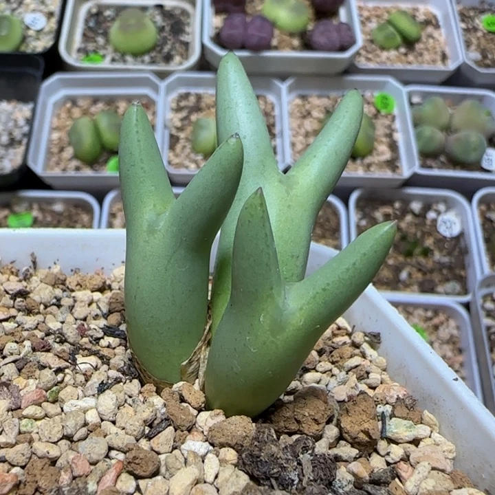 皮卡丘群多肉植物