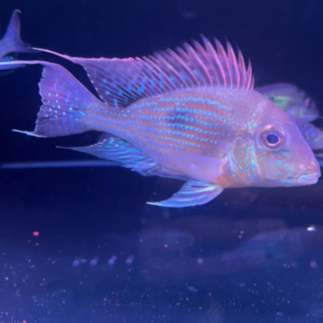 天一精品｜（斯威尼关刀）鱼食土鲷鱼淡水鱼观赏鱼龙鱼配鱼热带鱼