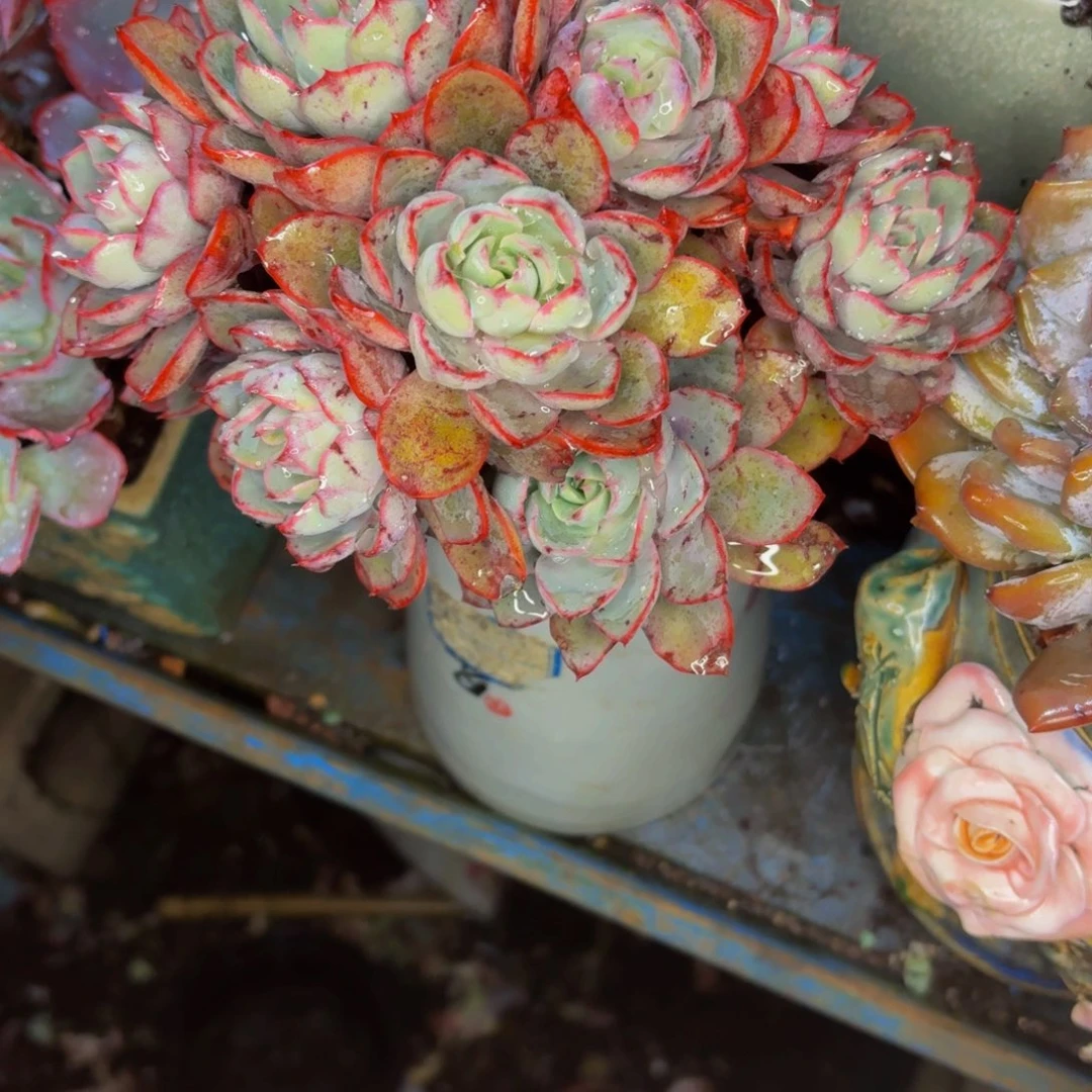 ****的老桩精品肉肉赫拉