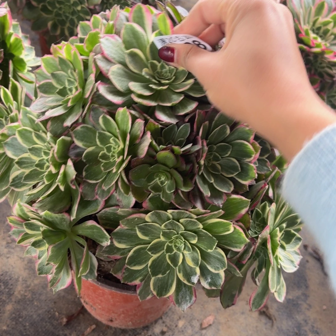 128多肉植物捧花的时候