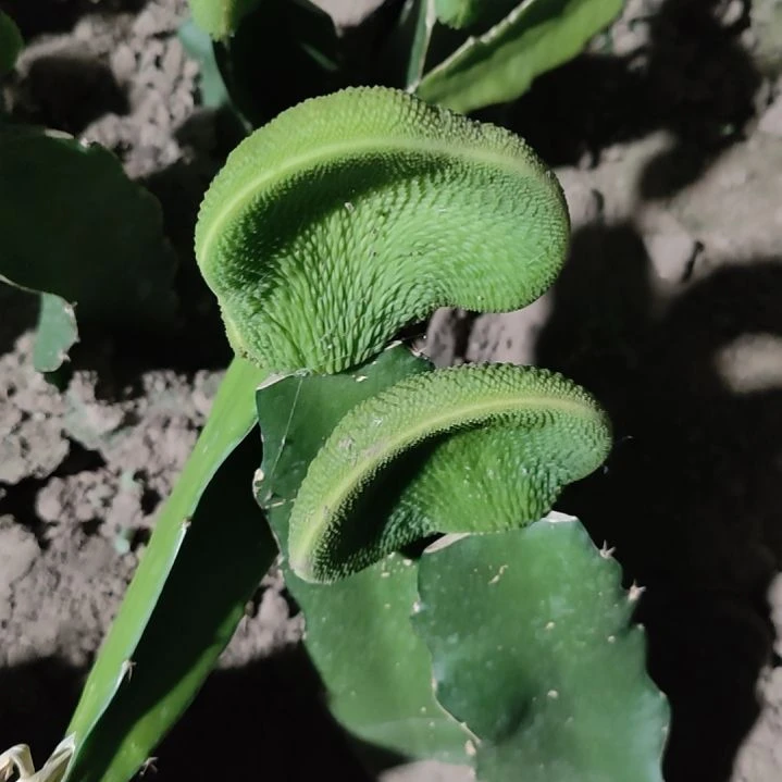 仙人球青蛇缀化片小