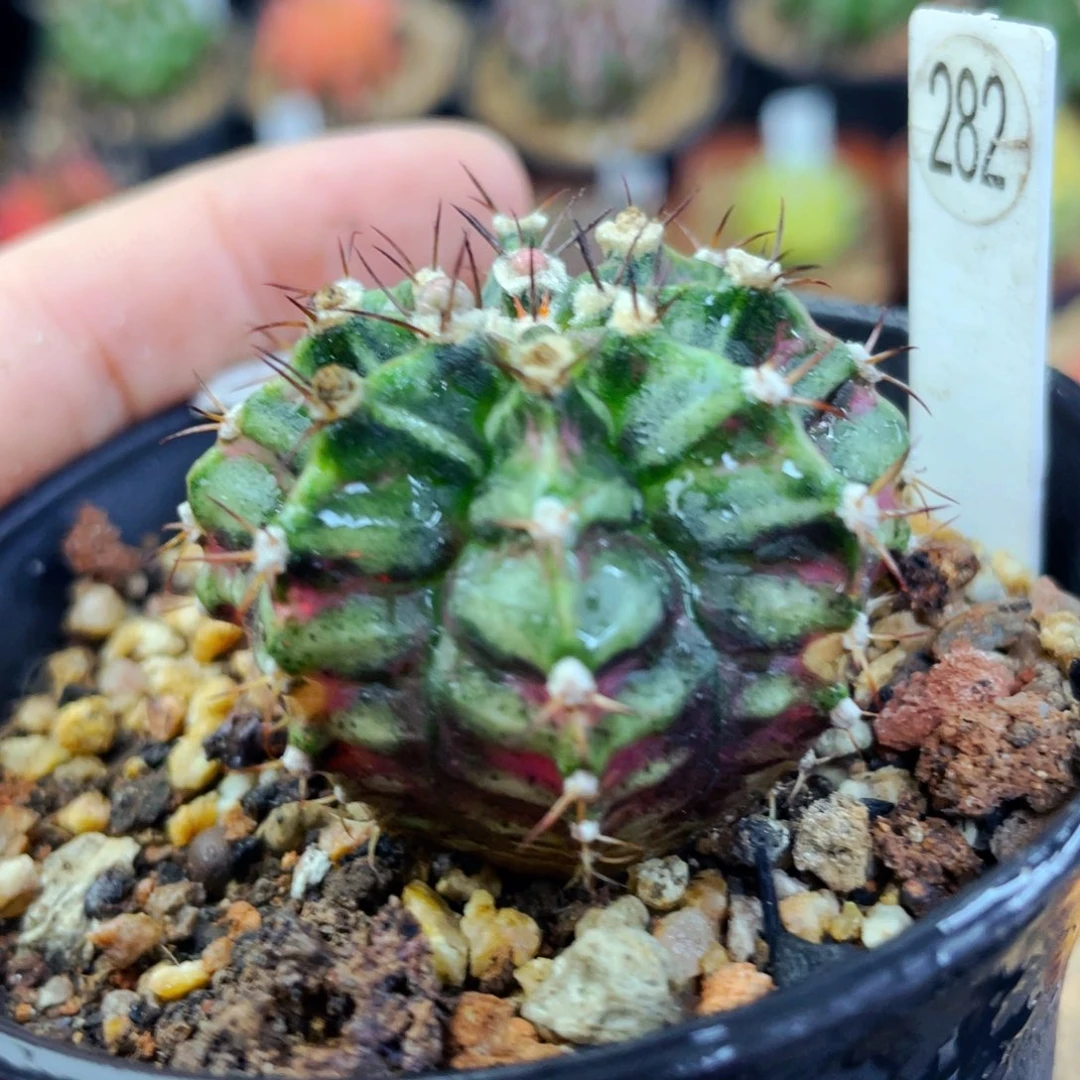 盆5公分满25包邮裸根发货