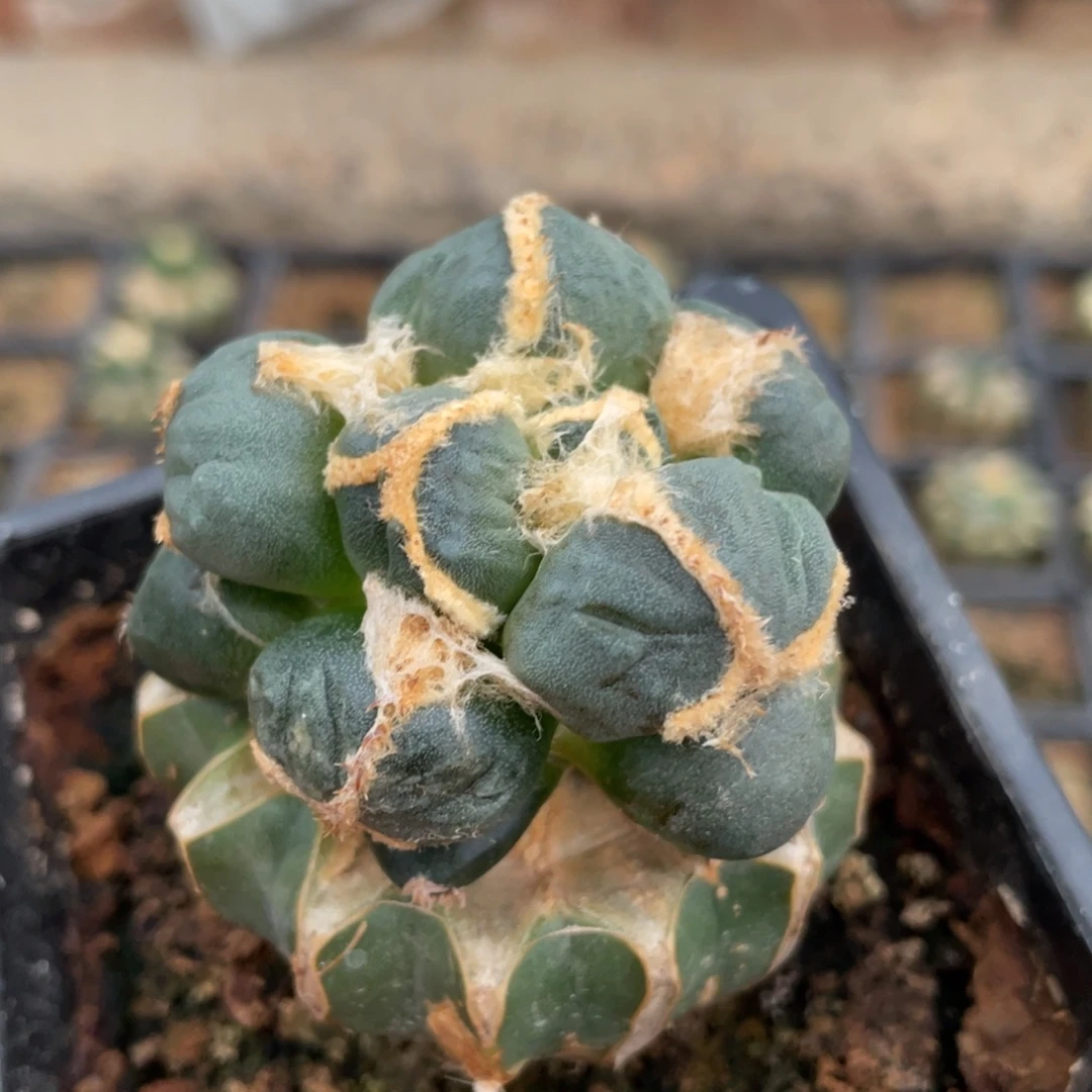 全部花朵丸犹蛋怒 仙人球开花