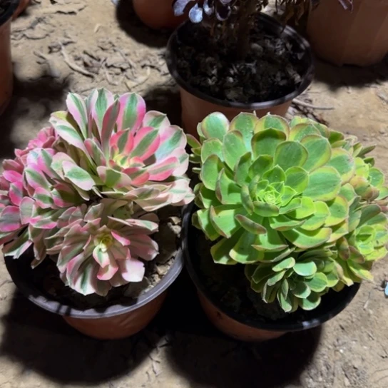 粉女巫➕奶白组合9.9