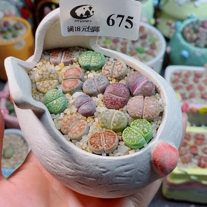 生石花花花花花花675