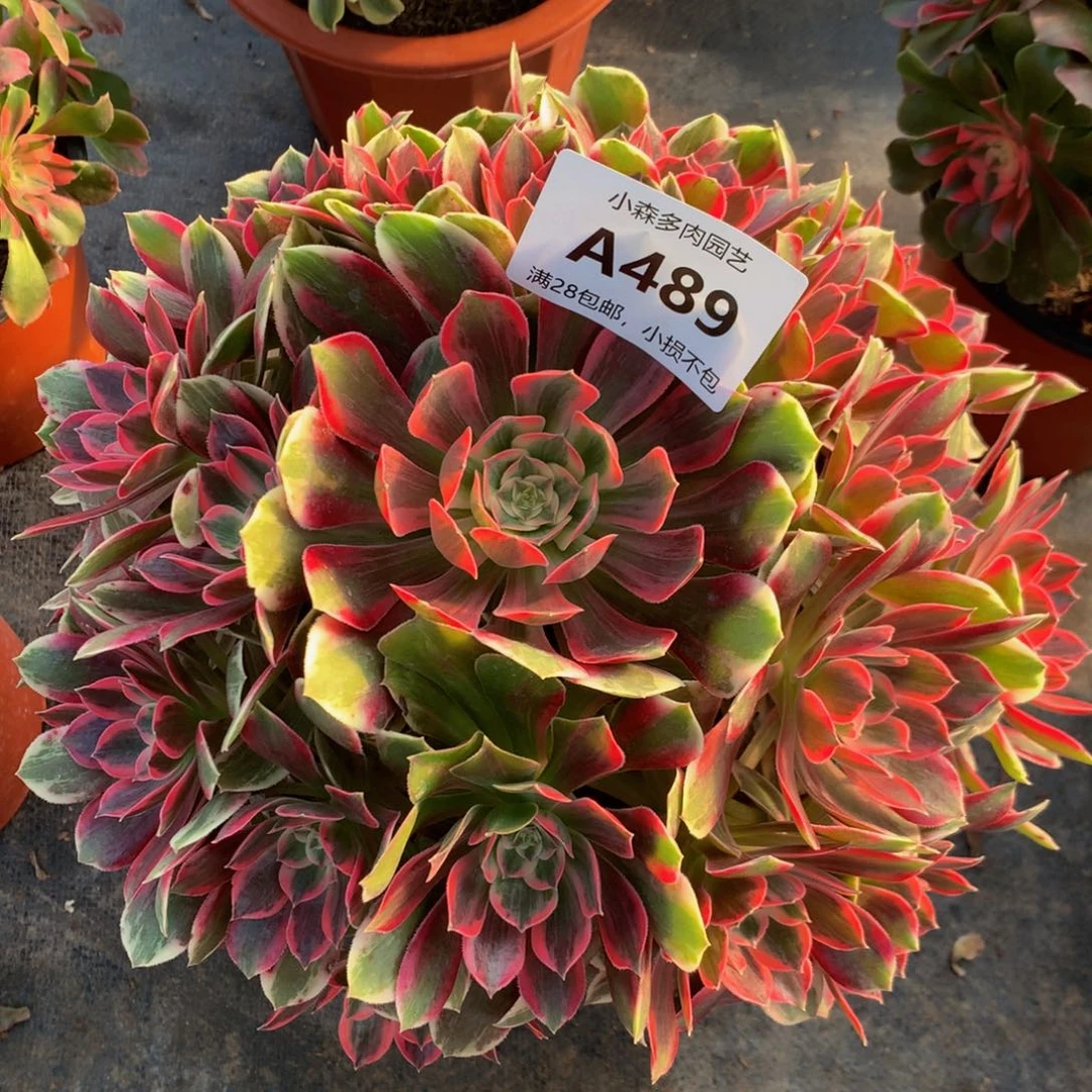 489浣纱88888888888