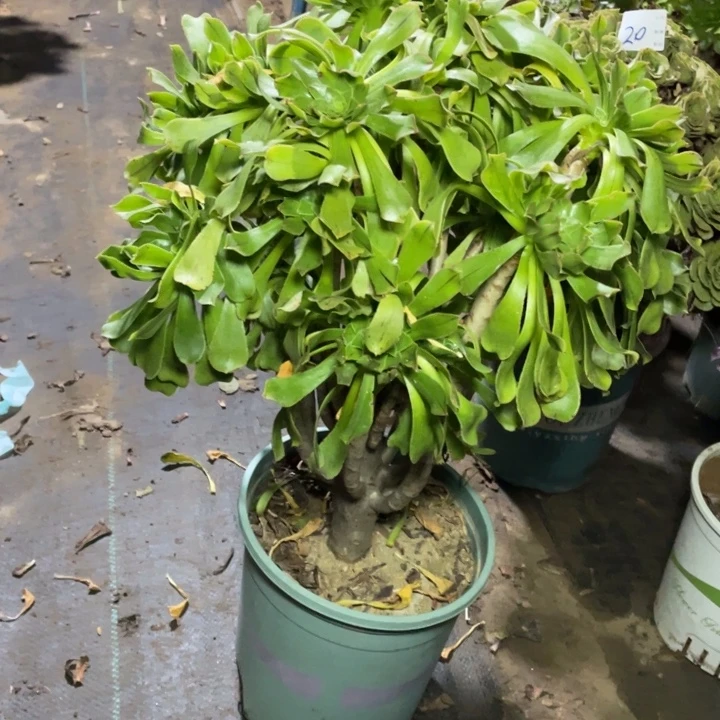 21原始绿法师多肉植物多肉多肉