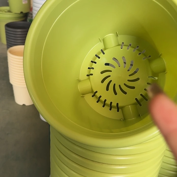 四季5号果绿无托10个特价微瑕