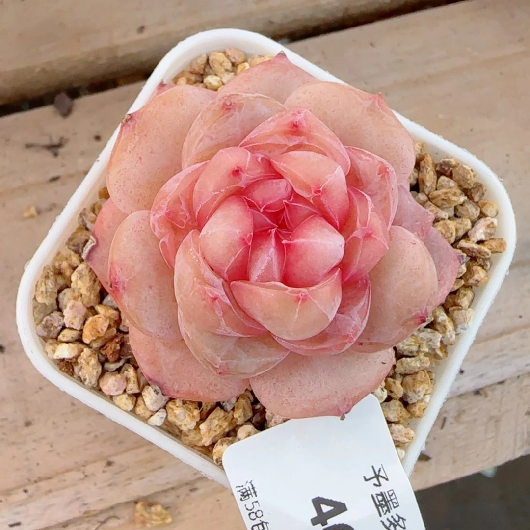 孤品珍妮，4693多肉植物