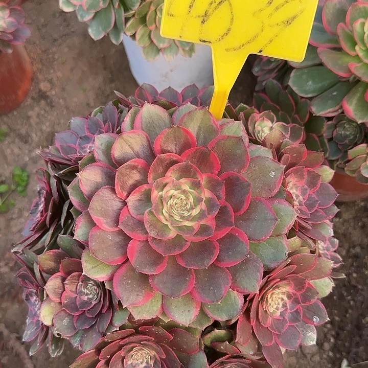 4039---粉花妖多头多肉