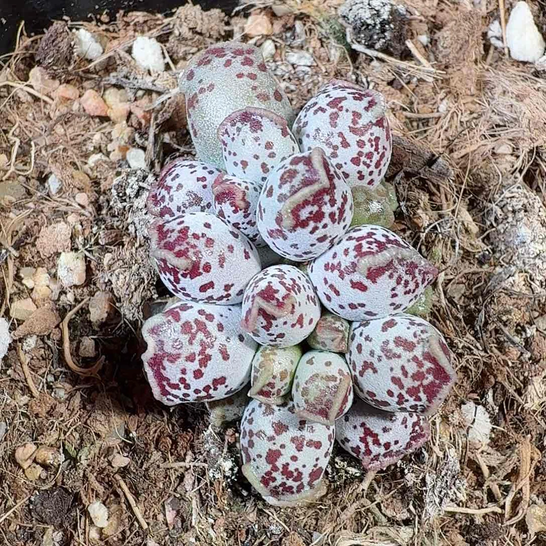 甜**圈达摩海豹