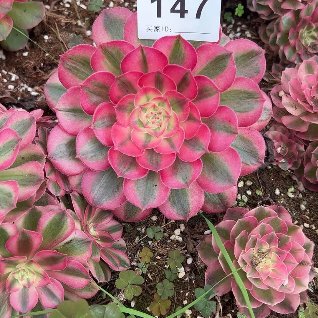 精品多肉植物147倾城
