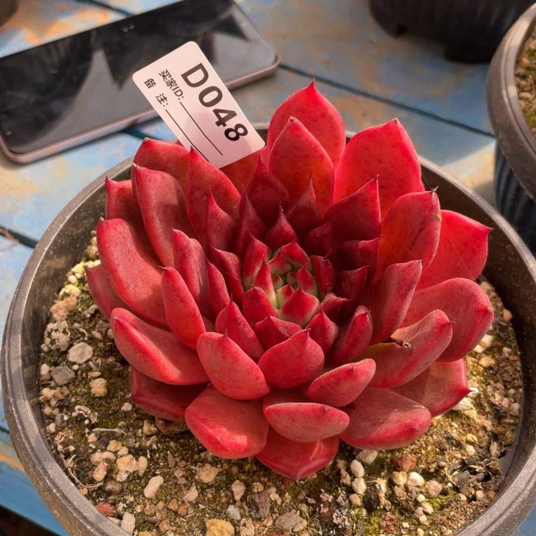 无花朵若如东云单拍D048