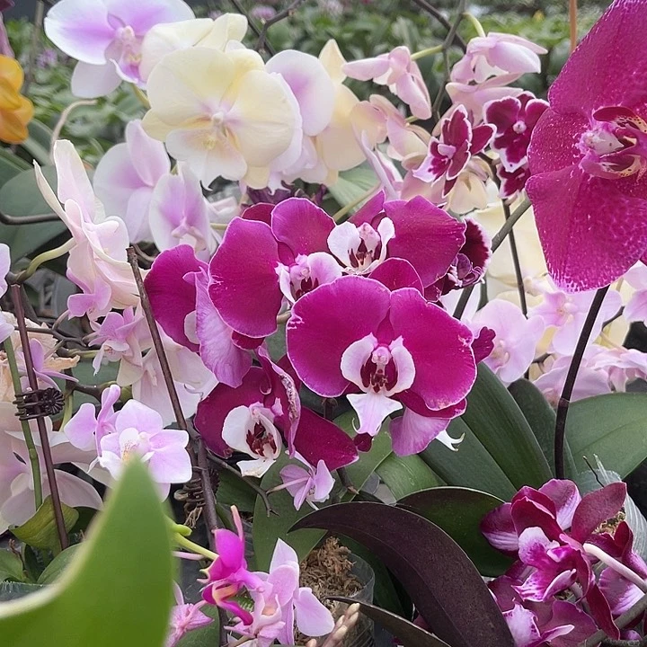 蓝*蝴蝶兰小茴紫➕绿如意