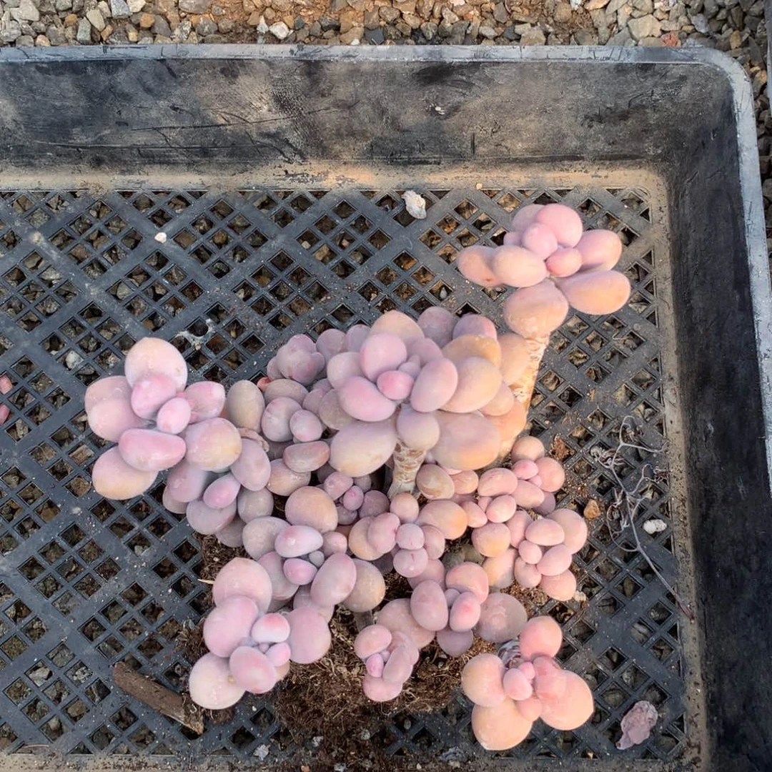 桃蛋老桩40号一颗不带盆