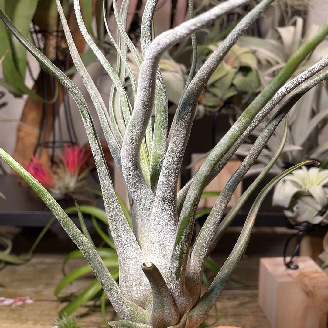 河豚35号 空气凤梨