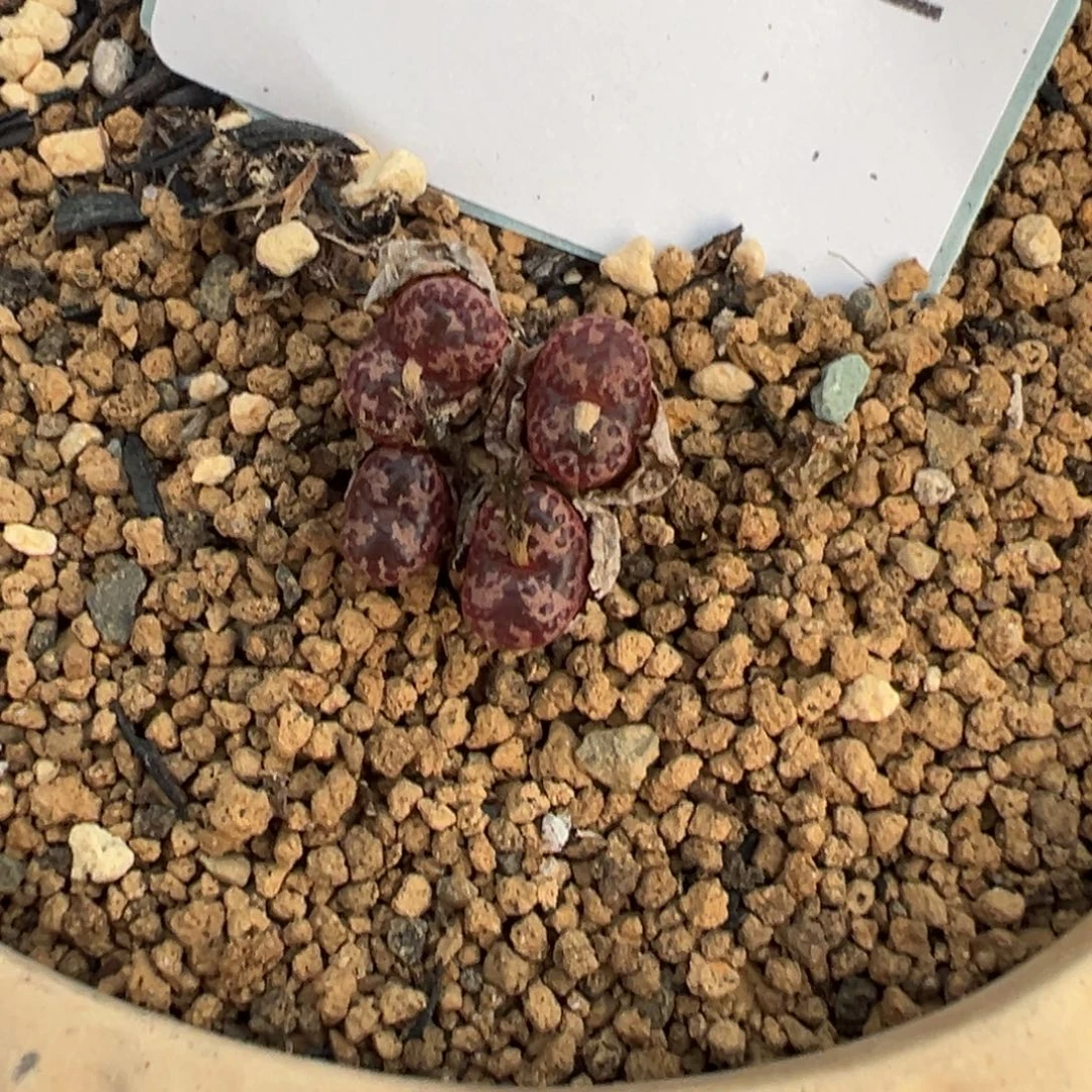 31-32肉锥多肉植物