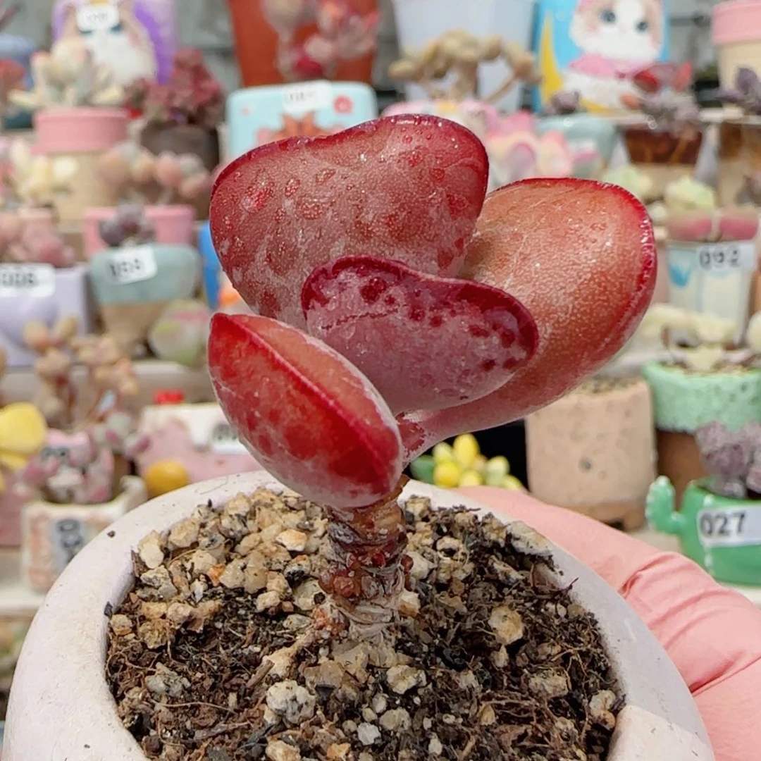 首选爱心 盆口4cm