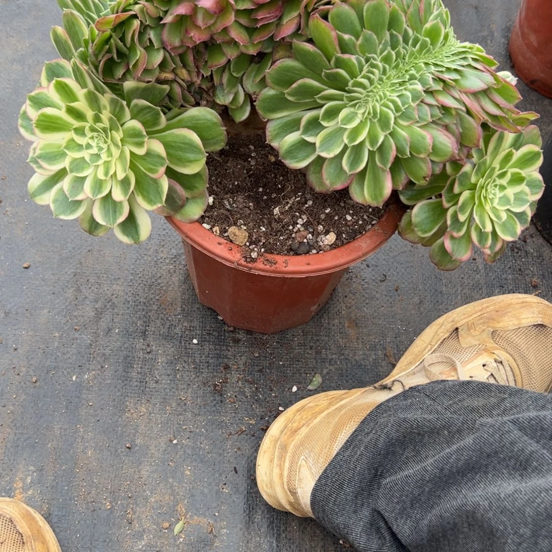 212玉姿缀多肉椅子