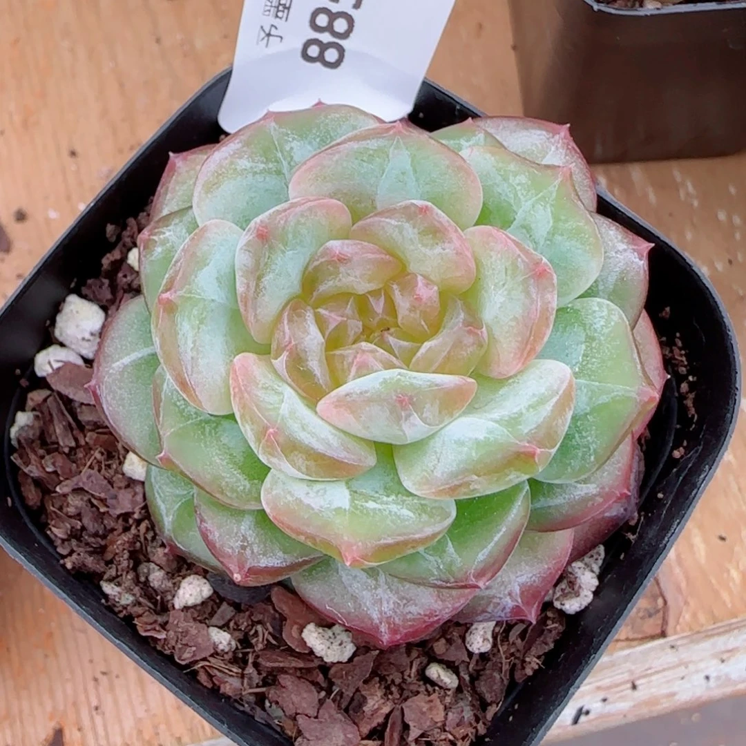 星空幻影，8855多肉植物