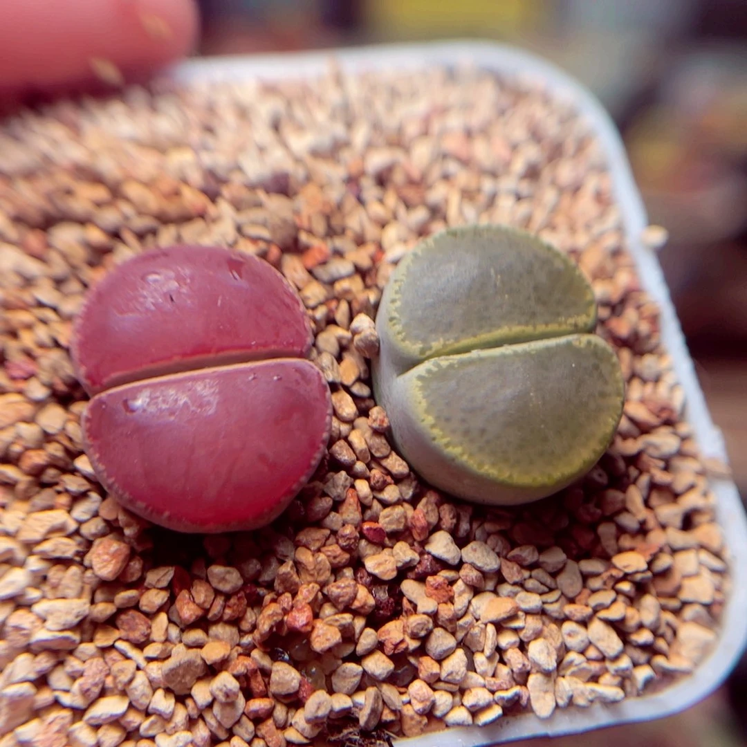 42号带盆盆包邮发货