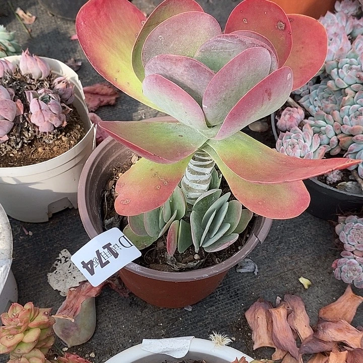可***丽174唐印多肉植物多肉