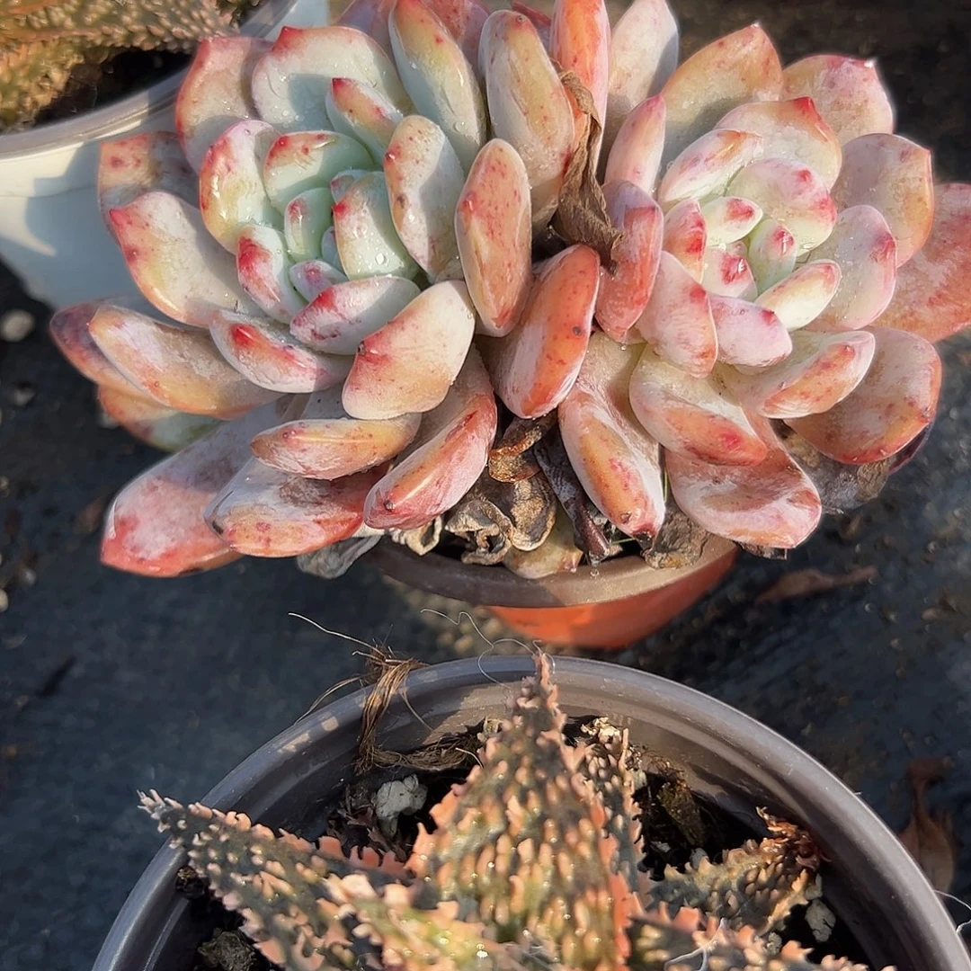 多肉植物双头橙梦露