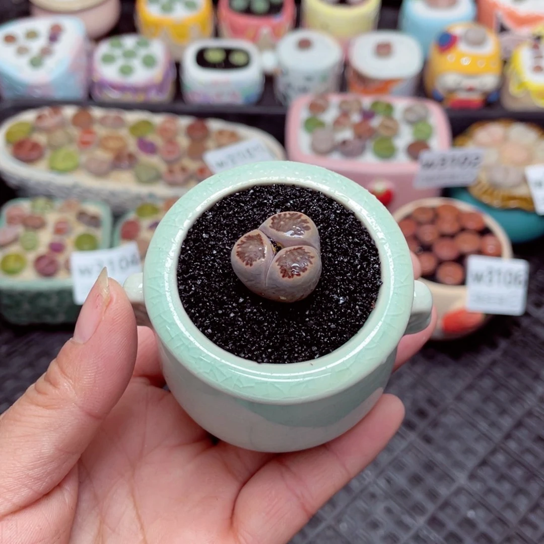 w3107 -零下地区拍保温箱-15支持寄养