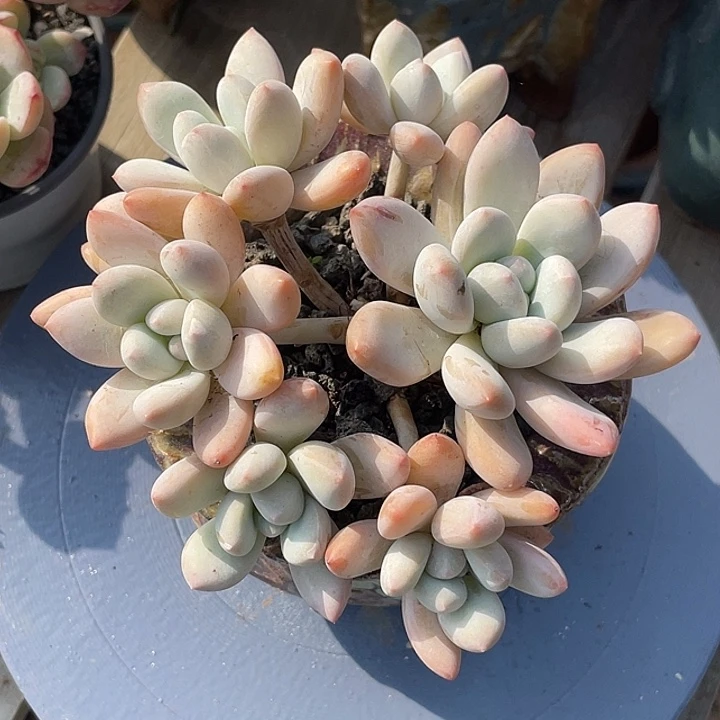 多肉植物多肉植物