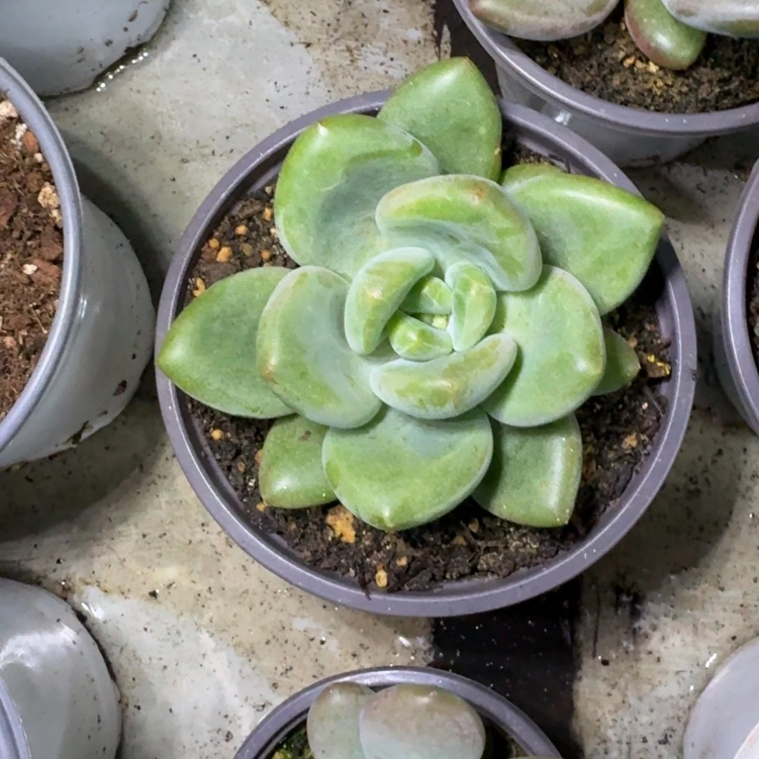 X系列美人新品 一物一拍