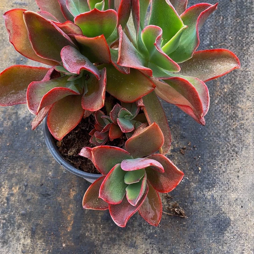 春*帕比玫瑰多肉植物