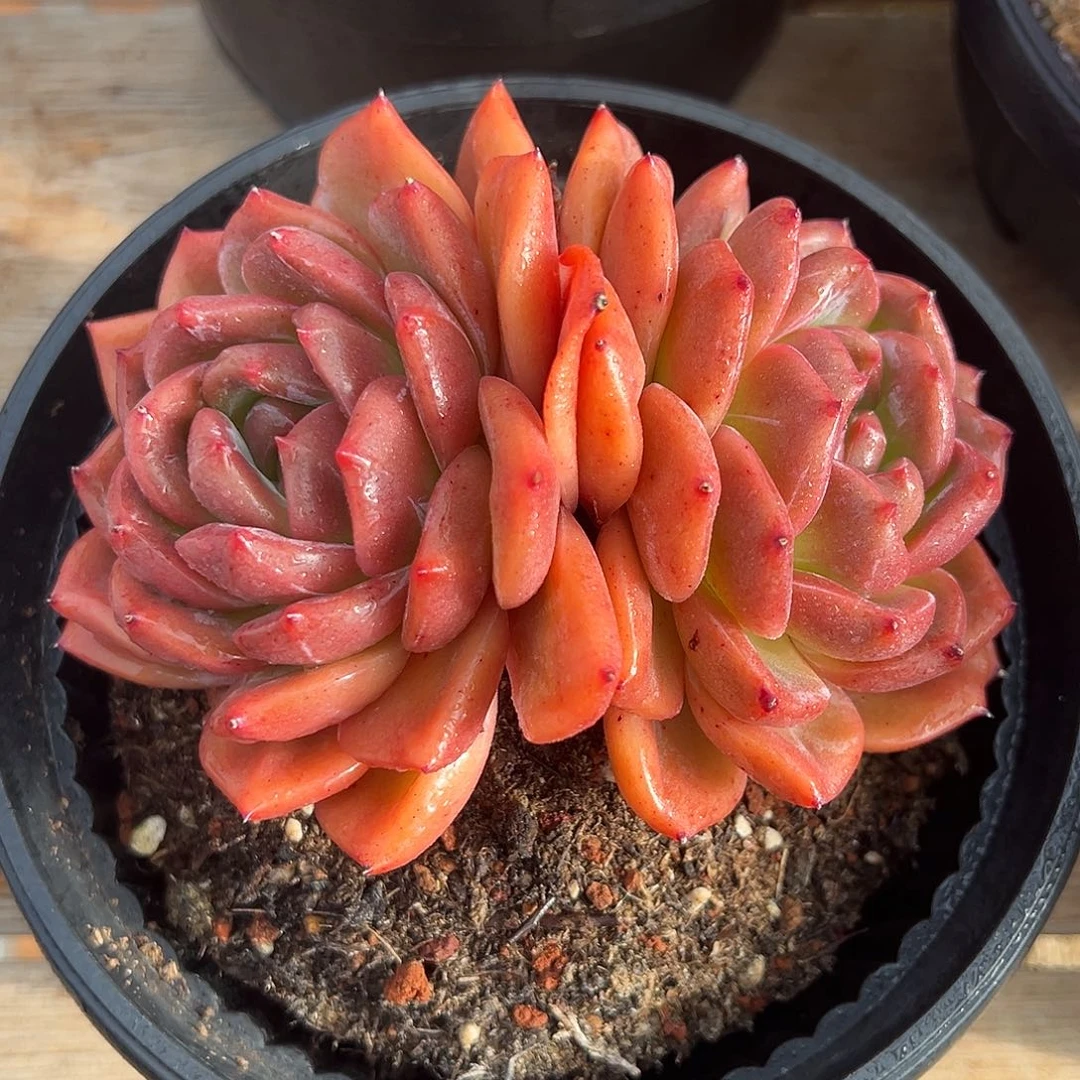 9-16-02精控Q橙双头