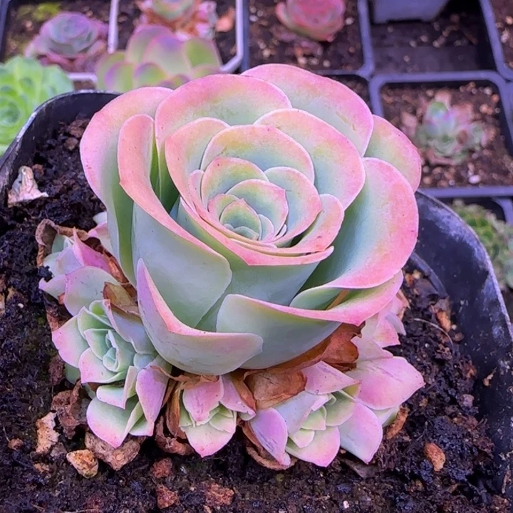 福利582555655565658566656