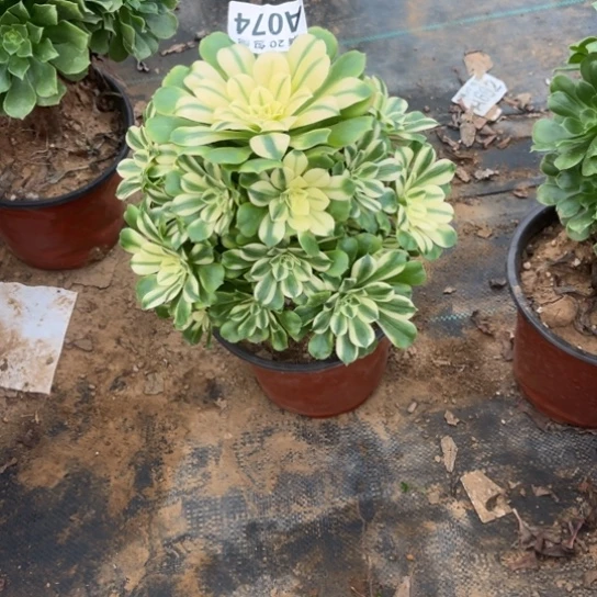 074辛尼亚不包断枝