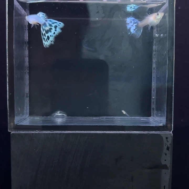 孔雀鱼二辛加兰蓝马赛克一对