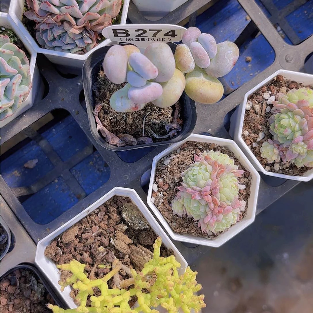 梦**境B274油煎丸子一物一拍